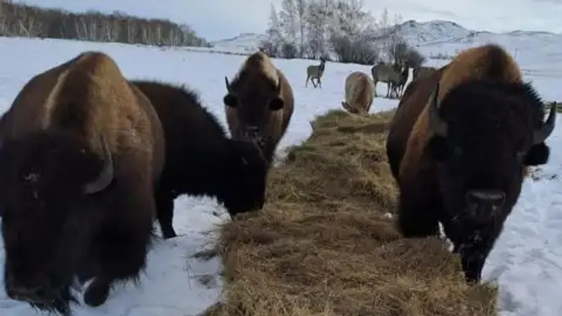 Огромные бизоны в Карагандинской области стали героями соцсетей